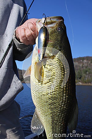 Man Fishing Holding Largemouth Bass Stock Photo