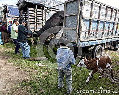 A man loads a cow onto his truck as a boy holding a calf looks on at the Otavalo animal market in Ecuador. Editorial Stock Photo