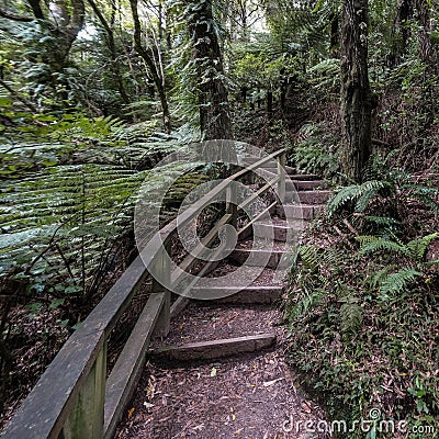 New Zealand Bush Track Stock Photo