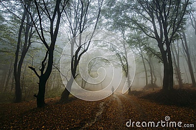 Man in magical enchanted fantasy forest with fog Stock Photo