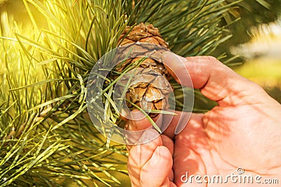 Man manually tear pine cone, pine with green pine tree branches concept of Christmas, holiday and New year Stock Photo