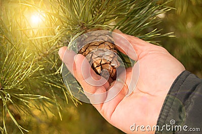 Man manually tear pine cone, pine with green pine tree branches concept of Christmas, holiday and New year Stock Photo