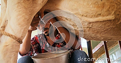 Man Milking Cow In Farm Livestock In Ranch Stock Photo