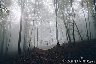 Man in mysterious fantasy forest with fog in autumn Stock Photo