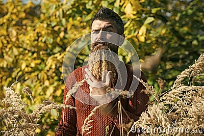Man with natural spikelet beard sunny fall. Stock Photo