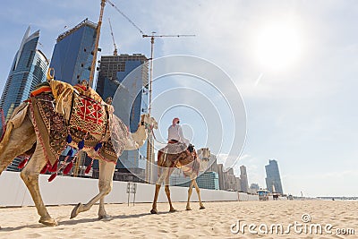 Man offering camel ride on Jumeirah beach, Dubai, United Arab Emirates. Editorial Stock Photo