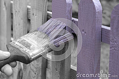 Man painting a wooden picket fence with purple wood stain and brush in a garden. Stock Photo