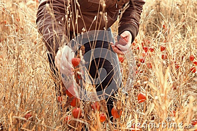 Man picking wild physalis in the autumn field Stock Photo