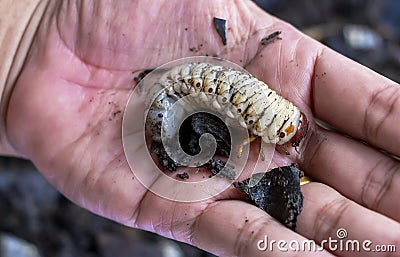 A man picks up a beetle worm in his hand. Beetle larvae grub are soft- bodied, soil-dwelling insects with a light brown head. Stock Photo