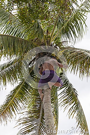 Coconut picker Editorial Stock Photo