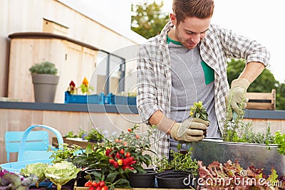 Man Planting Container On Rooftop Garden Stock Photo
