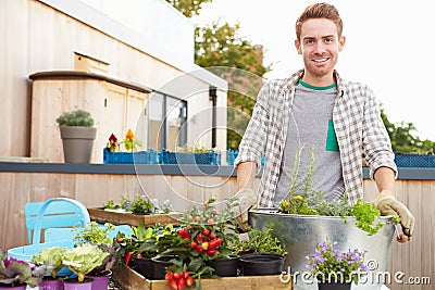 Man Planting Container On Rooftop Garden Stock Photo