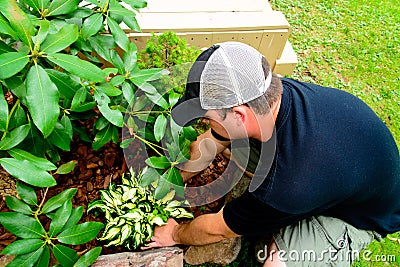 Man Planting and landscaping Stock Photo