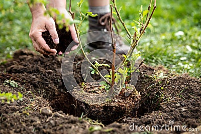 Man is planting a pot plant Rubus fruticosus into the garden, mulching and gardening Stock Photo