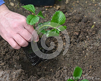 man planting strawberries Stock Photo