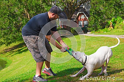 Man playing tug of war w American bulldog dog pet Stock Photo