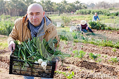 Man professional horticulturist holding harvest of green onion in crate Stock Photo