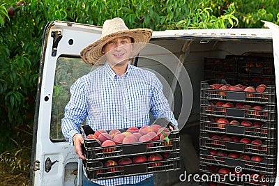 Man professional horticulturist packing crates with tasty peaches to car Stock Photo