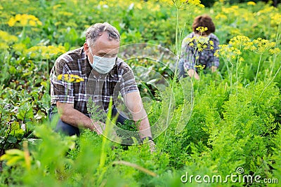 Man in protective mask working with dill bushes in garden Stock Photo