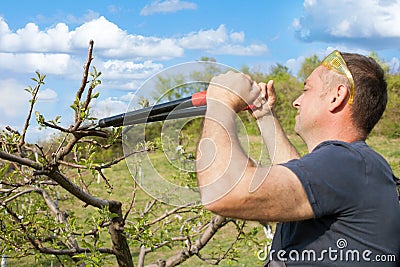 Man pruning fruit tree with clippers at springtime Stock Photo