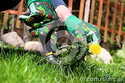 A man pulling dandelion / weeds out from the grass loan Stock Photo