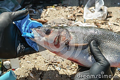 Man remove plastic from Sea Bass fish mouth dead eating disposal glove trash,plastic pollution Stock Photo