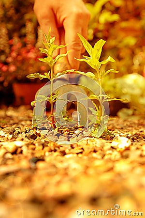 Man removing weeds from gravel with a garden fork Stock Photo