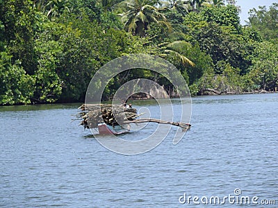 Man in a boat collecting firewood in Sri Lanka Editorial Stock Photo