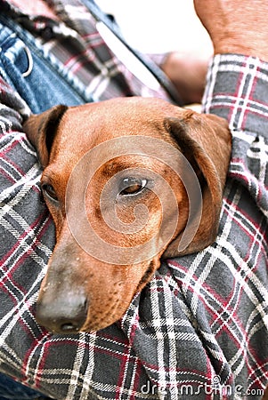 Man's best friend Stock Photo