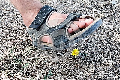 A man`s foot in a sandal steps on a standalone yellow dandelion growing among the dried grass Stock Photo