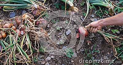 A man`s hand with a freshly plucked onion. Concept of agriculture Stock Photo