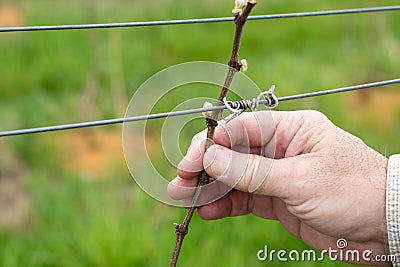 A Man`s Hand Holding the Budding Vine in a Vineyard Stock Photo