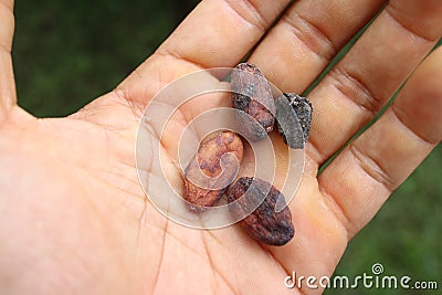 A man's hand holding a cocoa seeds Stock Photo