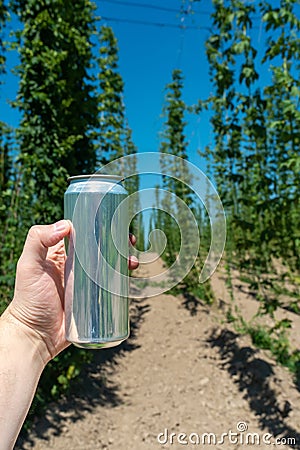 A man& x27;s hand holds a clean aluminum beer can without a logo on the background of a field of hops. Vertical Stock Photo