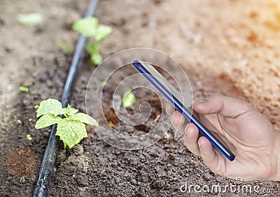 A man s hand holds a phone, in the background of a garden with plants and modern smart watering. The concept of electronic smart Stock Photo