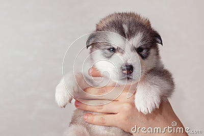 Man`s hand holds a puppy Alaskan Malamute Stock Photo