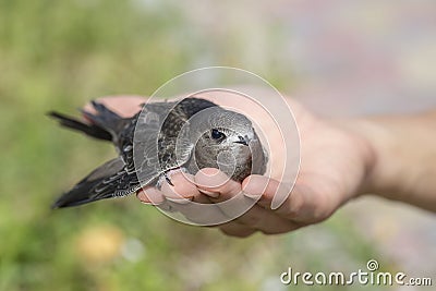 The man`s hand holds the swifts found in order to let go. Newborn swift in human arms on a sunny summer day. Care of a small bird Stock Photo