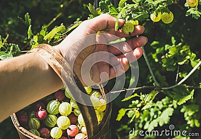 Man's hand picking and putting ripe gooseberies to birchbark basket full of berries in garden on sunny summer day Stock Photo