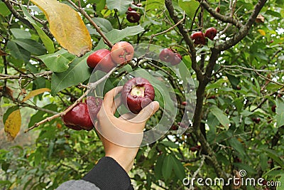 Water guava or Syzygium samarangense from its fresh tree Stock Photo