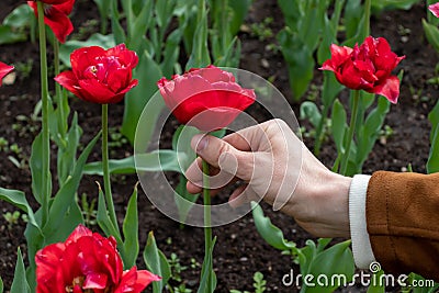 a man's hand plucks a red tulip Stock Photo