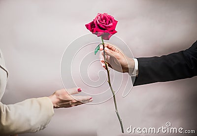 A man`s hand stretches out a beautiful rose to a woman, Valentine`s day concept Stock Photo