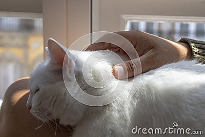 A man's hand strokes a white cat, a gentle care of an animal, a cat a friend of man Stock Photo