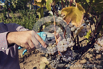 Man?s hands cut cluster of grapes with pruners. Stock Photo