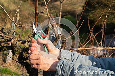 Man`s hands cutting branch of wine vine plant. Vine pruning Stock Photo