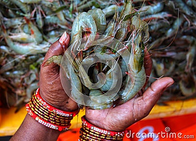 Man's hands holding white shrimps Stock Photo