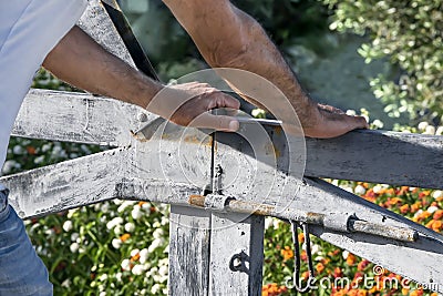 Man`s hands opening or closing Rustic wooden gate of courtyard blooming garden. Summer day floral background Stock Photo