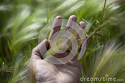 The man`s palm is touching the wheat. Stock Photo