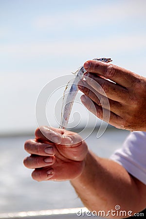 Man's wet hands holding up a long, thin fish Stock Photo