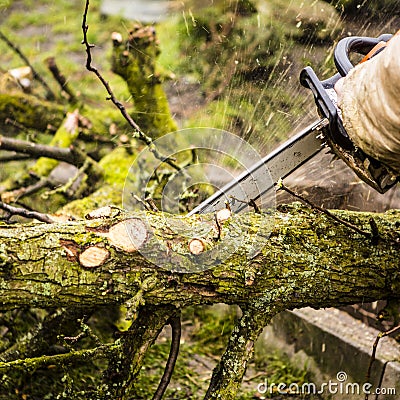 Man sawing a log in his back yard Stock Photo