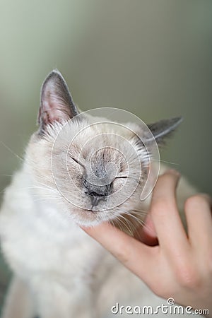 A man is scratching his face bright kitten Stock Photo